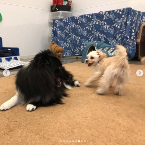 初めてのドッグラン 愛犬を犬嫌いにさせないための3つの注意点 ペットホテル ペットサロン デルタ