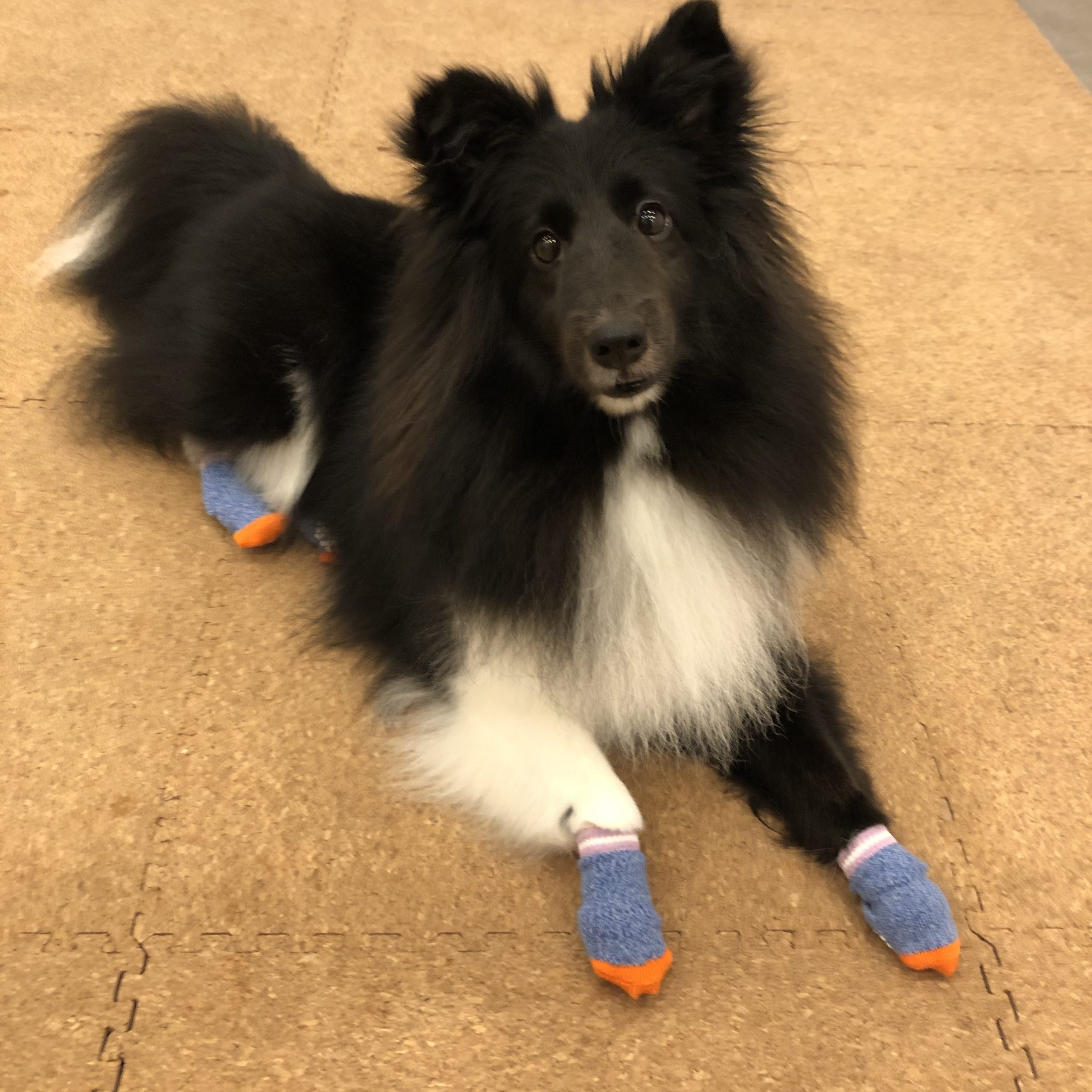 肉球パックを開始します ペットホテル ペットサロン デルタ