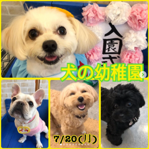 犬の幼稚園