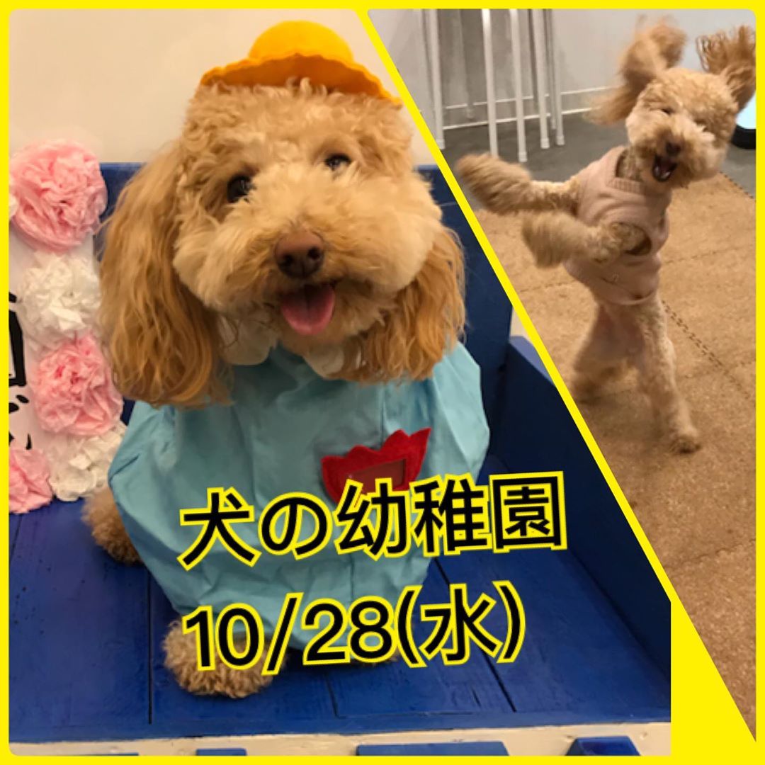 【10/28㈬】犬の幼稚園　開催