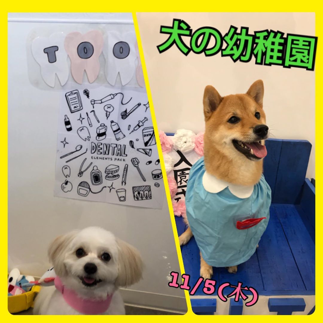 【11/5㈭】犬の幼稚園　開催