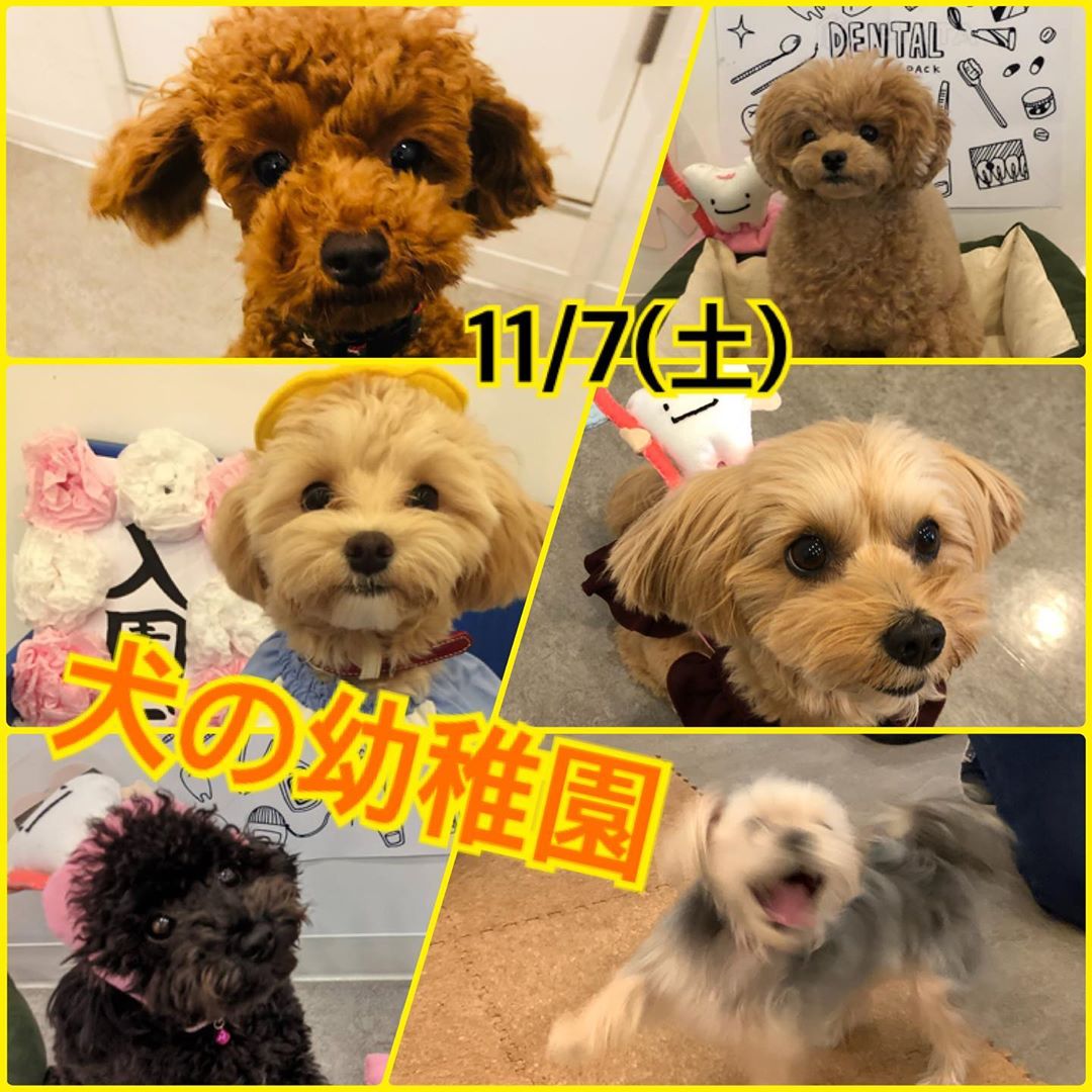 【11/7㈯】犬の幼稚園　開催