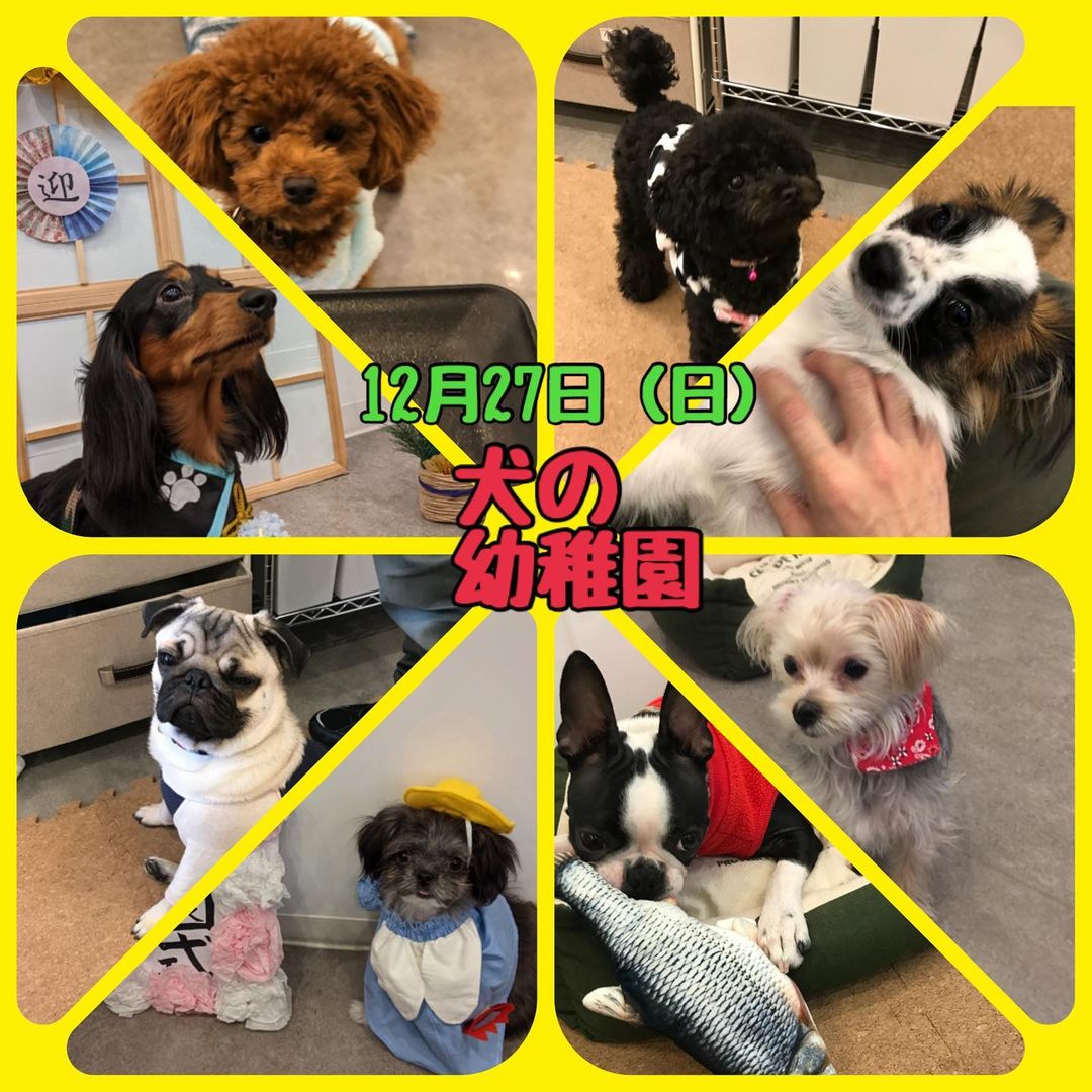 【12/27㈰】犬の幼稚園　開催