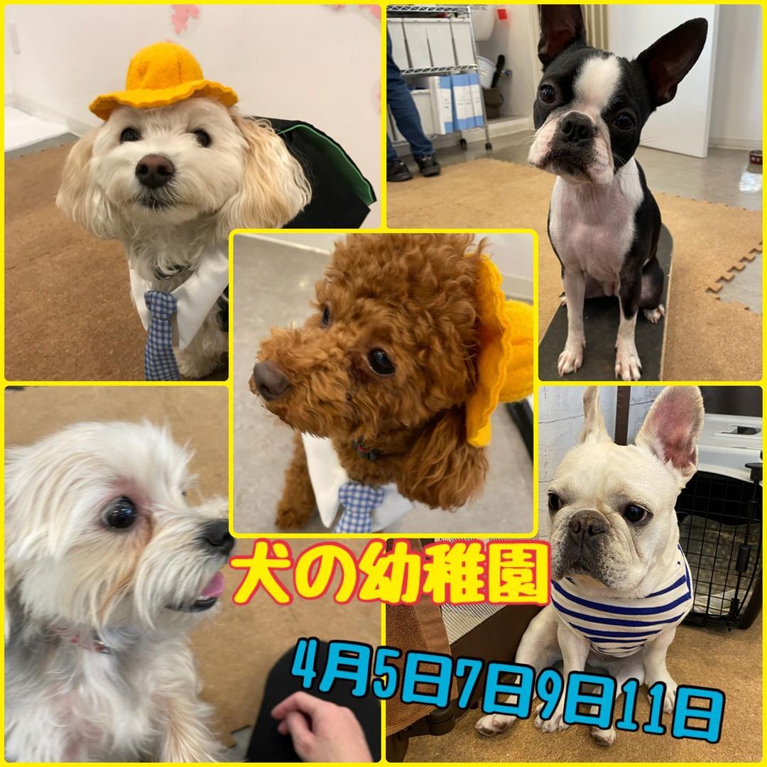 【4/5(月)、7(水)､9(金)､11(日)】犬の幼稚園　開催