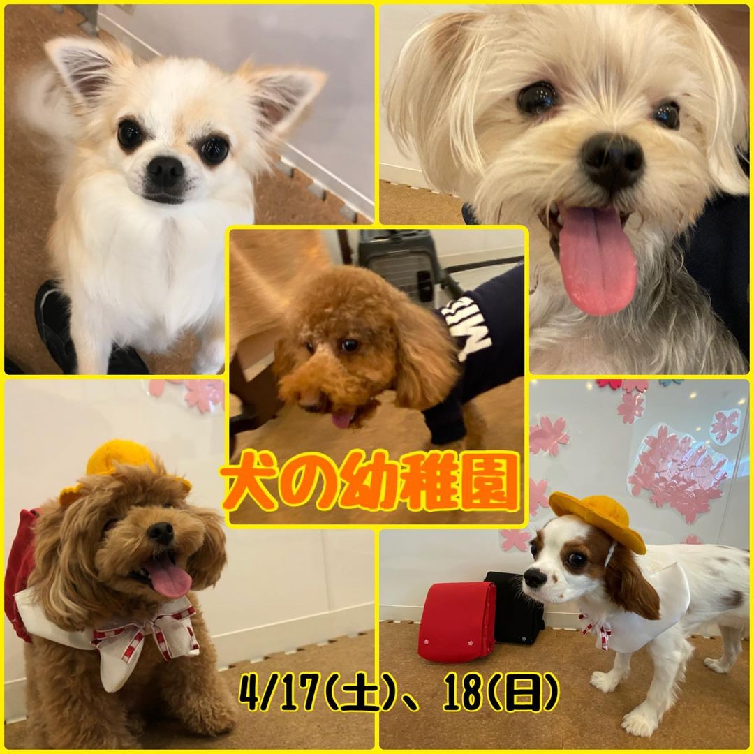 【4/17(土)、18(日)】犬の幼稚園　開催