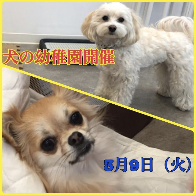 【3/9(火)】犬の幼稚園　開催