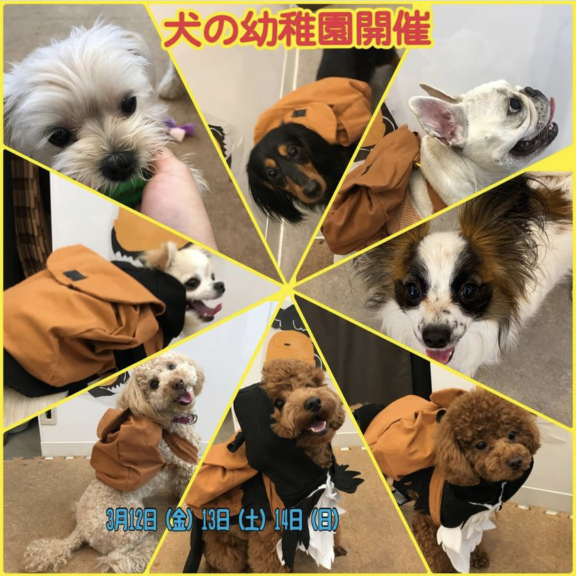 【3/12(金)、13(土)、14(日)】犬の幼稚園　開催