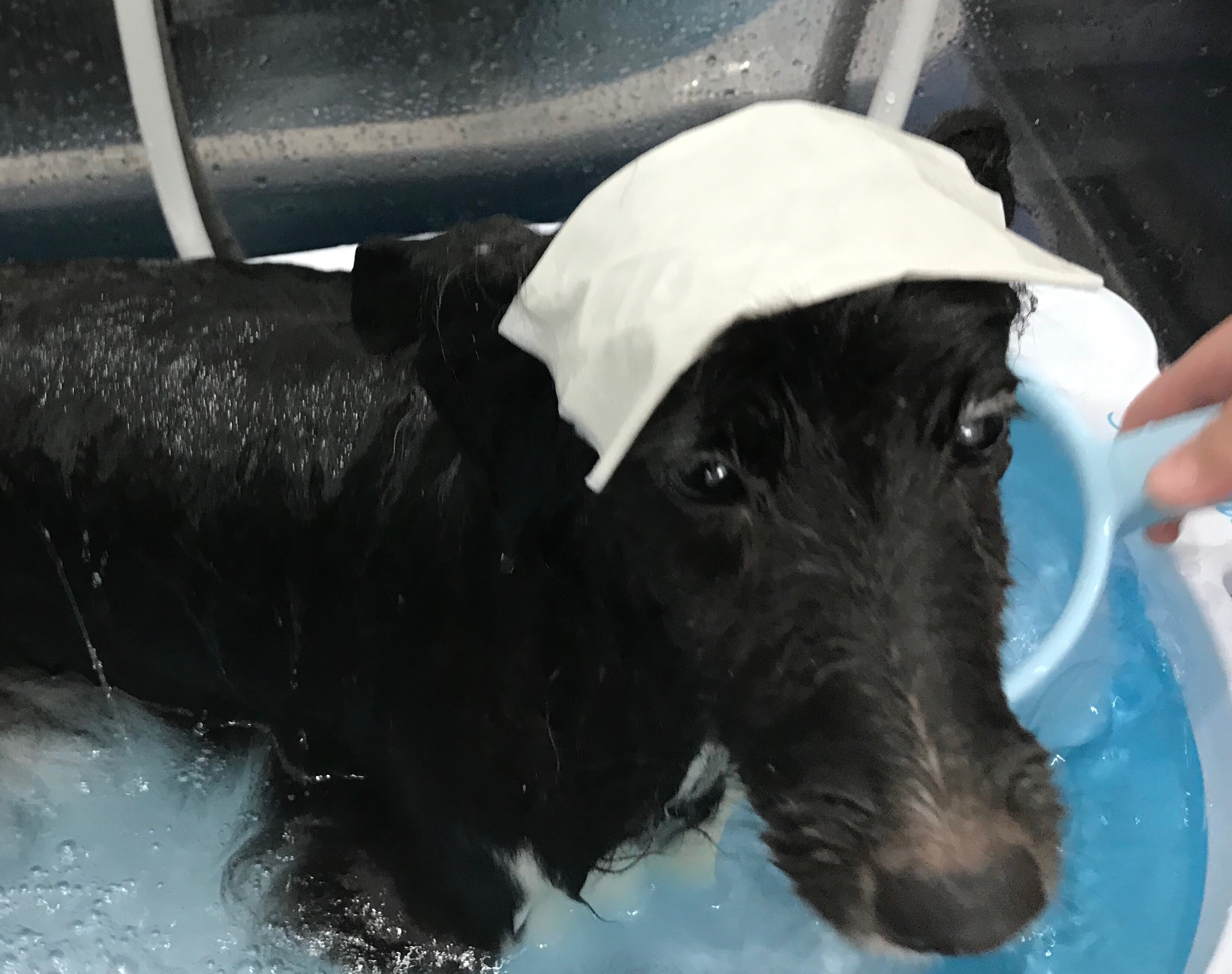話題の “重炭酸浴” 愛犬に試してみませんか?
