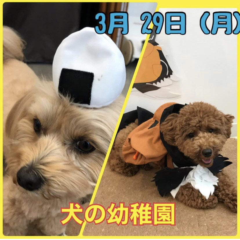 【3/29(月)】犬の幼稚園　開催