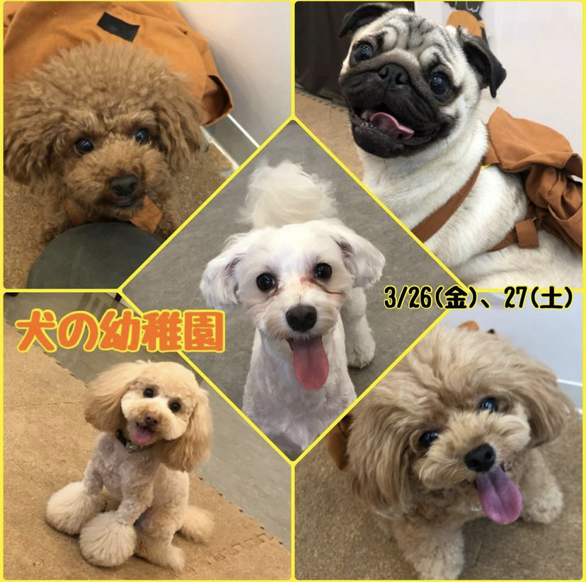 【3/26(金)、27(土)】犬の幼稚園　開催
