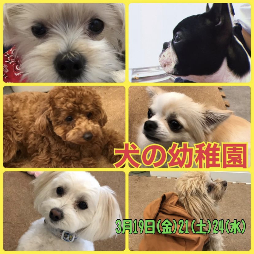 【3/19(金)、21(土)、24(水)】犬の幼稚園　開催