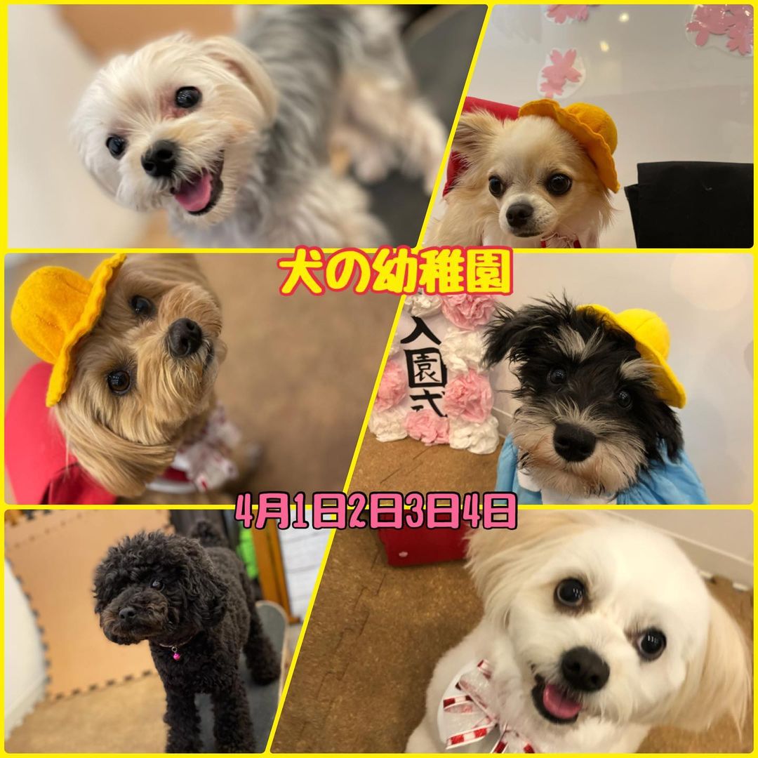【4/1(木)､2(金)､3(土)､4(日)】犬の幼稚園　開催