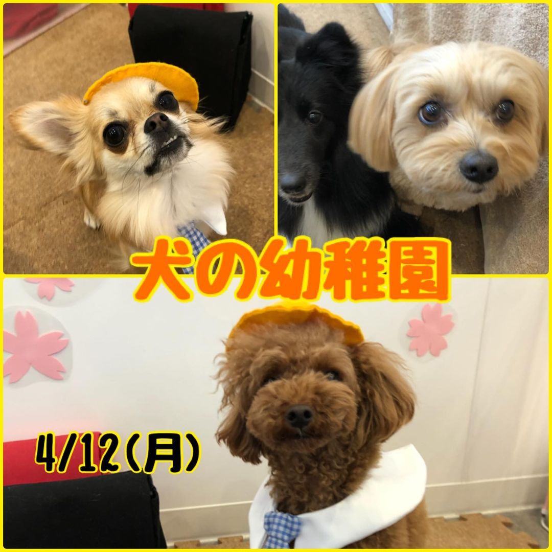 【4/12(月)】犬の幼稚園　開催