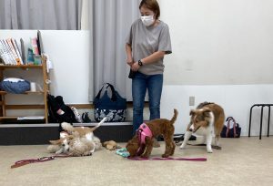 ドッグトレーナーのもとワンちゃんが遊んでいる