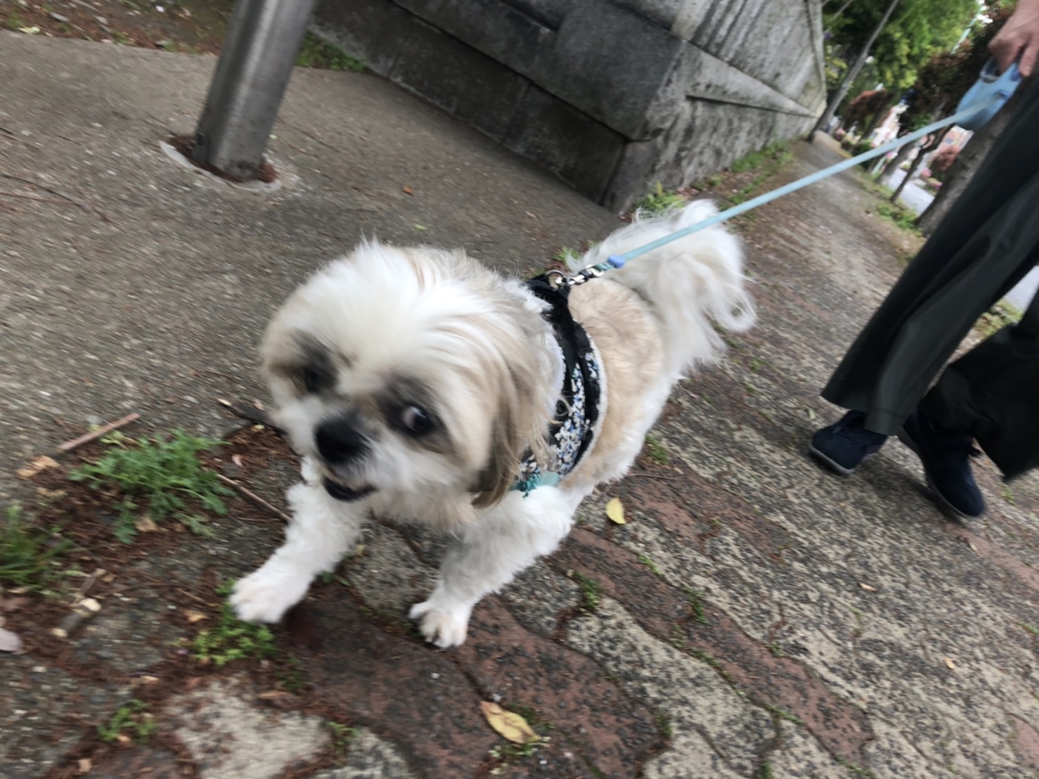 お散歩しているワンちゃん