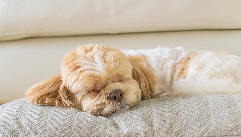 ペットホテルで眠る仔犬