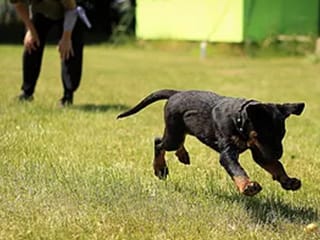 外で遊ぶワンちゃん