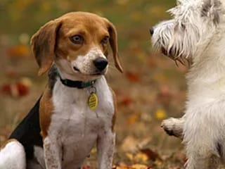 2頭のワンちゃんが向き合うイメージ