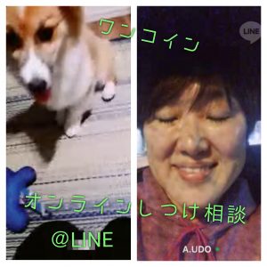オンラインしつけ相談