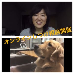 オンラインしつけ相談＿ふゆちゃん