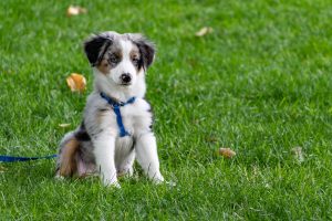 ドッグランで戸惑う犬のイメージ