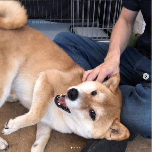 ペットホテルのお客様_さくちゃん