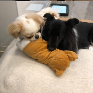 ペットホテルのお客様_ましろちゃん