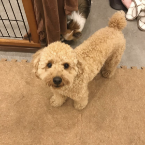 ペットホテルのお客様_アシくん