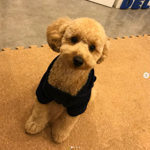 ペットホテルのお客様_アシくん