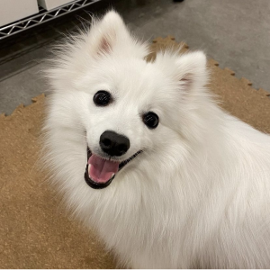 ペットホテルのお客様_キキちゃん