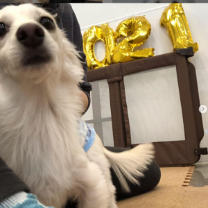 ペットホテルのお客様_サンちゃん