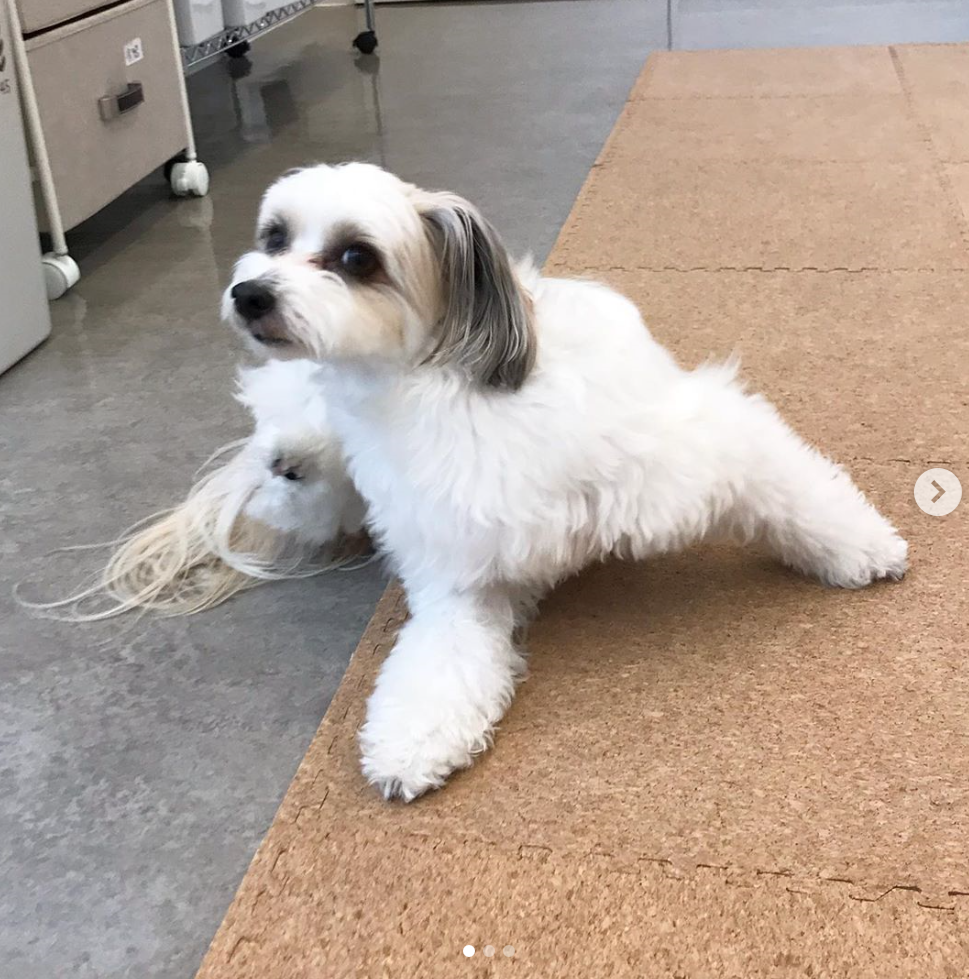 【ペットホテルのお客様】パピちゃん