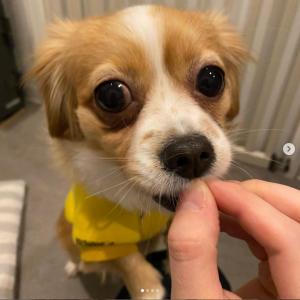 ペットホテルのお客様_モコちゃん