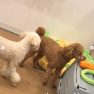 ペットホテルのお客様_レオくん