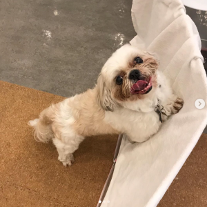 ペットホテルのお客様_画さん.