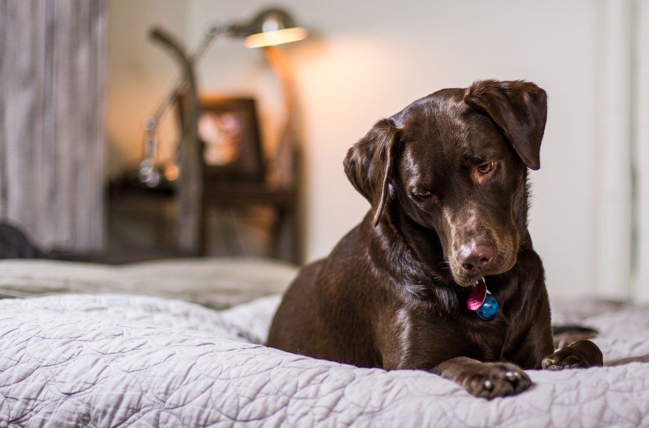 【デルタコラム第22回】ペットホテルで愛犬が体調を崩す!大事なお試し預かりのススメ