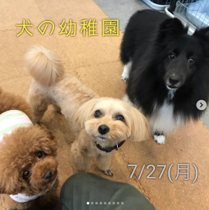 犬の幼稚園