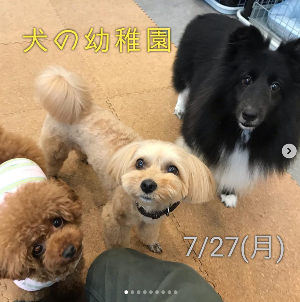 【7/27㈪】犬の幼稚園　開催
