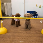 犬の幼稚園