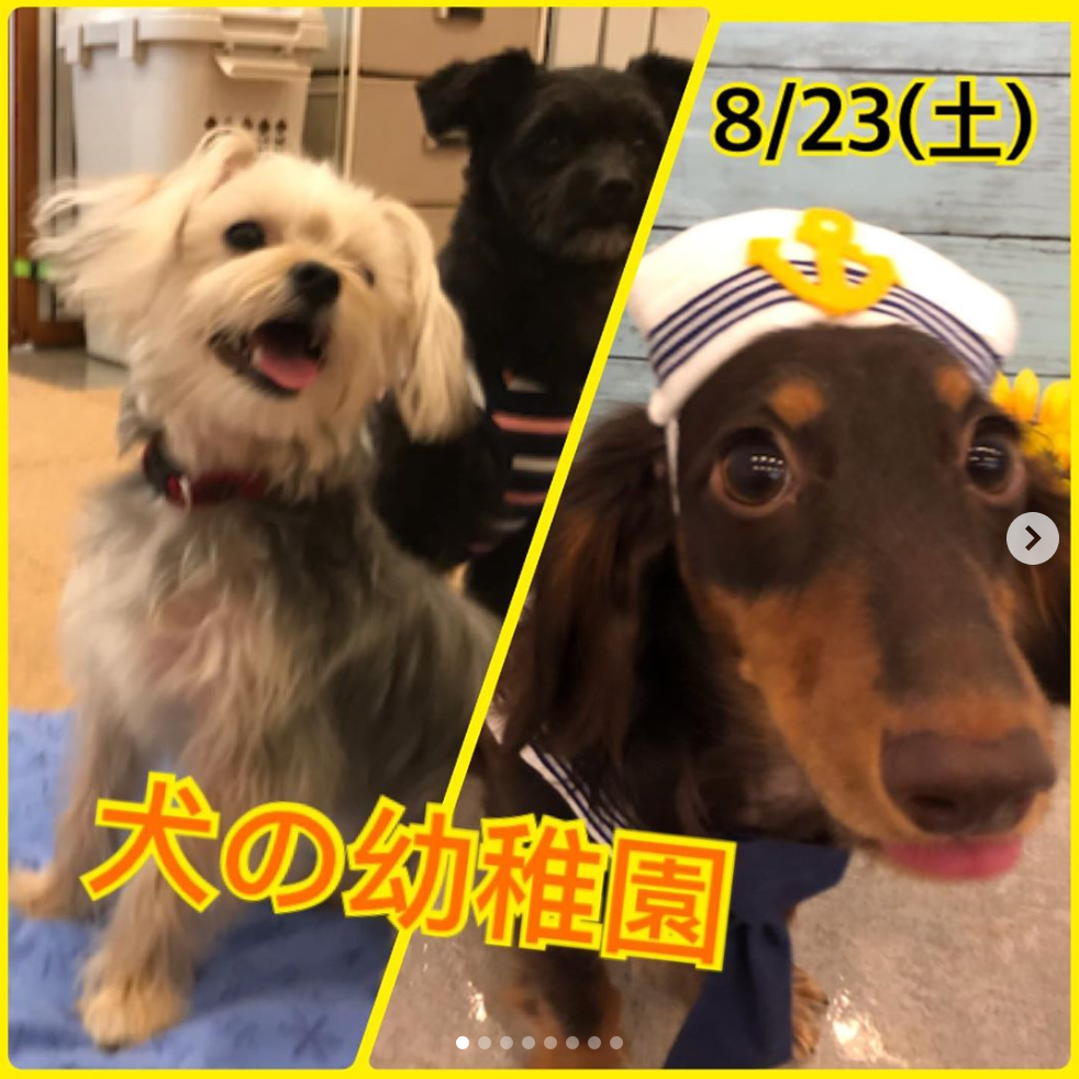 【8/23㈯】犬の幼稚園　開催