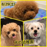 犬の幼稚園0829_1