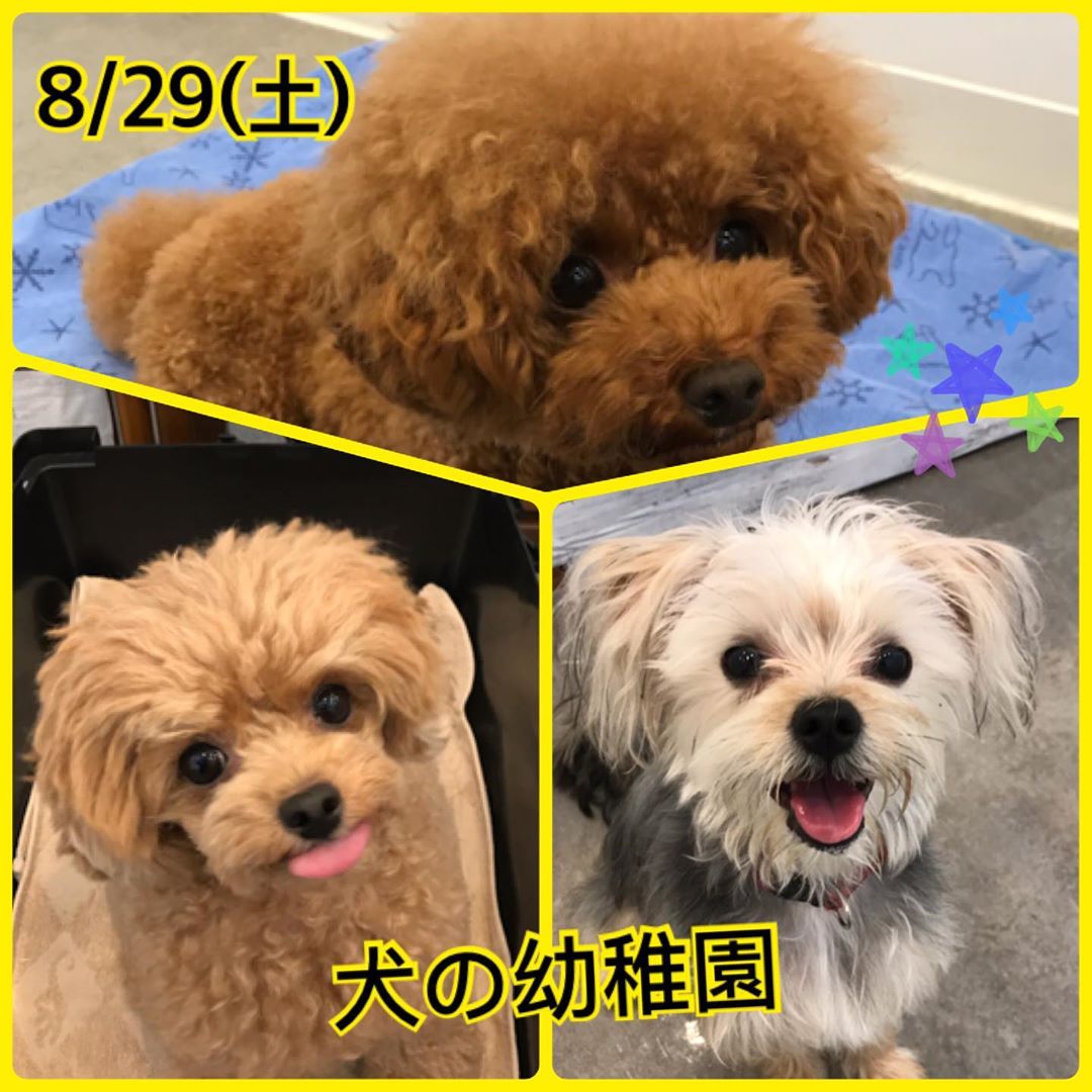 【8/29㈯】犬の幼稚園　開催