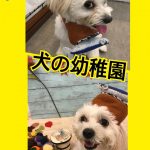 犬の幼稚園0903_1