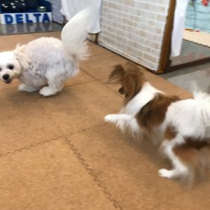 犬の幼稚園0903_3