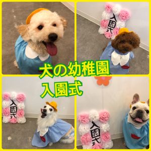 犬の幼稚園_20年6月6日