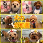 犬の幼稚園①