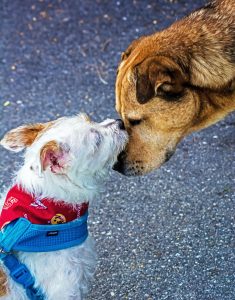 社会化した犬